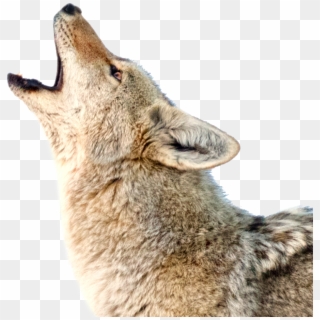 Coyote Png Transparent Background Clipart