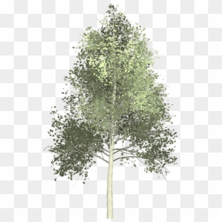 Tree Painting Png - Quaking Aspen Png Clipart