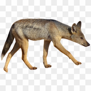 Coyote With White Background Clipart