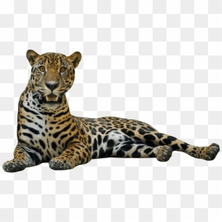 Sitting Leopard Png Image - Jaguar Png Clipart