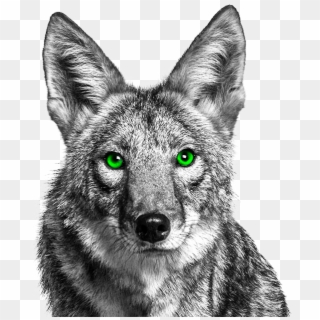 Front Page Story, Brownsville Herald, "coyotes Reported - Coyote With Green Eyes Clipart