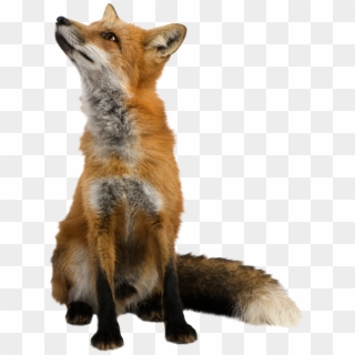 Isolated Photos Of Red Fox - Fox Transparent Clipart