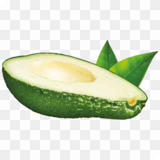 Avocado - Vector Graphics Clipart