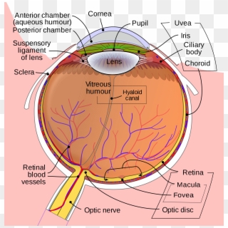 Schematic Diagram Of The Human Eye En - Eye Diagram Clipart