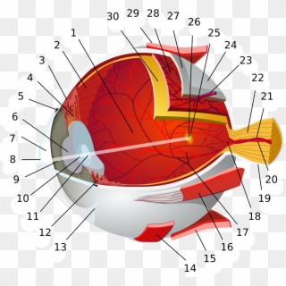Eye-diagram No Circles Border - Plamka Żółta W Oku Clipart