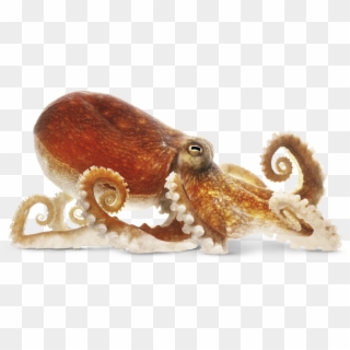 Octopus Png Image - Octopus Png Clipart