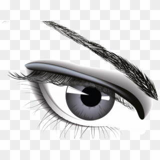Eyeball Clipart Png Realistic - Eyebrows Free Vector Png Transparent Png