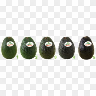 2-avocado - Avocado Color Chart Clipart
