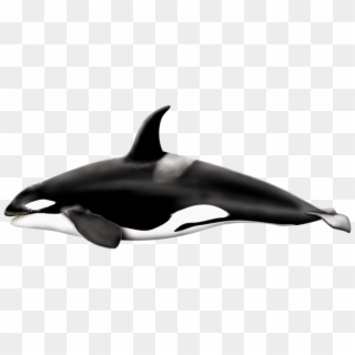 Whale Png - Big Is A Killer Whale Clipart