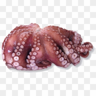 Picture Of Whole Octopus - Octopus Clipart