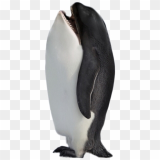 Hybrid Penguin Killer Whale - Animals Photoshopped Clipart