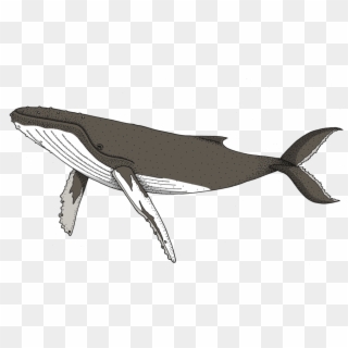 Humpback Whale , Png Download - Grey Whale Clipart