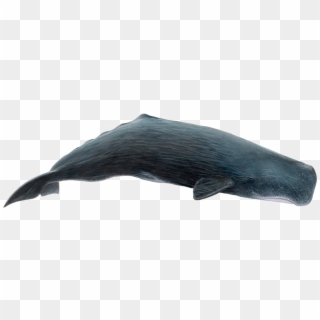 Whale Png Download Image - Sperm Whale Whale Png Clipart