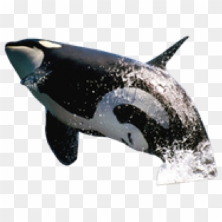 Killer Whale Png Transparent Images - Killer Whale Jumping Png Clipart