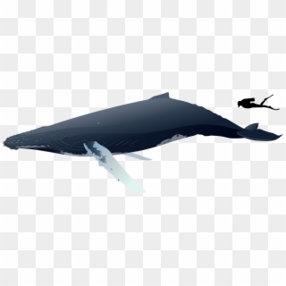 Humpback Whale Png - Blue Whale Clipart