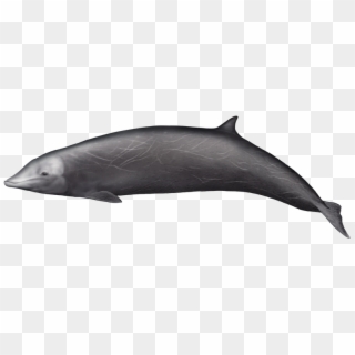 This Whale Appears To Be One Of The Most Widespread - Cuvier's Beaked Whale Png Clipart