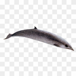 Sowerby's Beaked Whale Clipart