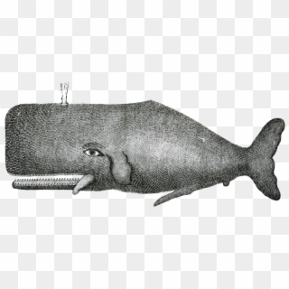 You're - Whale Vintage Illustration Clipart