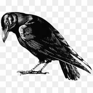Crow - Crow Drawing Black And White Clipart