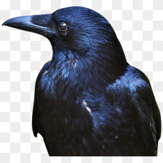 Download Crow Png Transparent Image - Crow Png Clipart