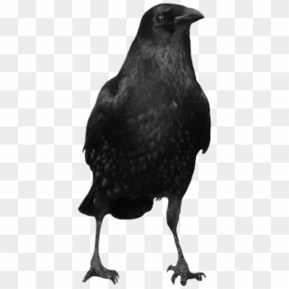 Crows Clipart
