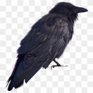 Crow Png Transparent - Crow Png Clipart
