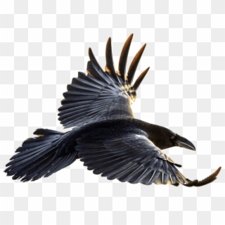 Free Png Download Crow Flying Png Images Background - Flying Raven Clipart