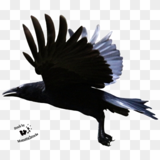 Flying Crow Png - Crow Flying Transparent Background Clipart