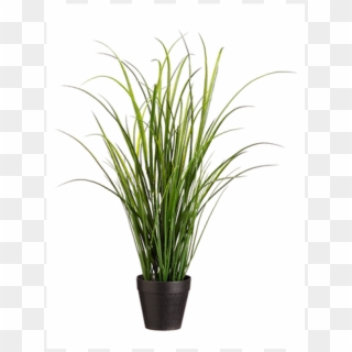 24" Uv Protected Tall Grass In Pot Green - Sweet Grass Clipart