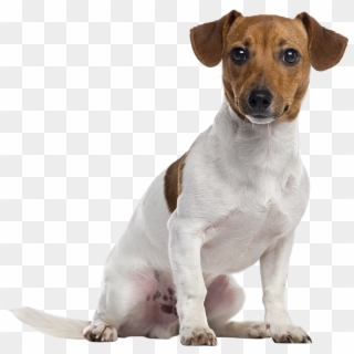 Jack Russell Terrier Png Clipart
