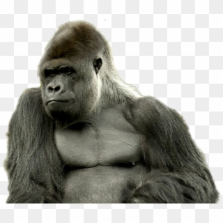 Gorilla Png Image - Strong Gorilla Clipart