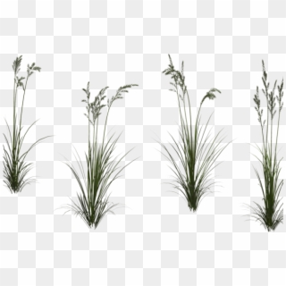 Grass Clipart Tall Grass - Tall Grass Transparent Background - Png Download