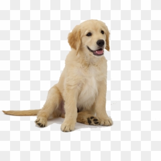 Golden Retriever Puppy Png , Png Download Clipart
