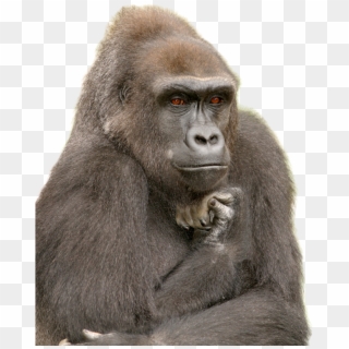 Gorilla - Funny Waiting For Someone Clipart