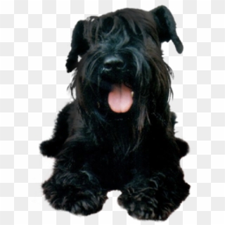Black Puppy Dog Png - Schnauzer Black Png Clipart