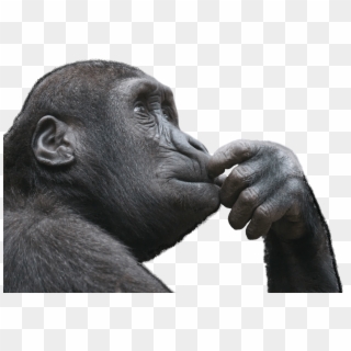 Gorilla - Monkey Thinking Clipart
