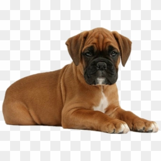 Cute Boxer Puppies - Boxer Puppy Clipart