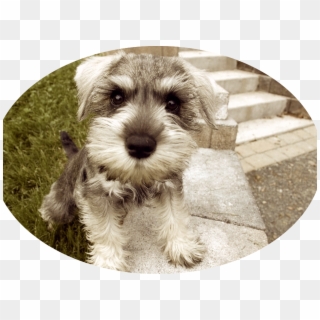 If You Have Decided To Bring A New Animal Into Your - Miniature Schnauzer Clipart