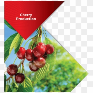 Cherry - Солнце И Вишня Clipart