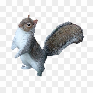 Squirrel Png Free Download - Squirrel Png Transparent Clipart