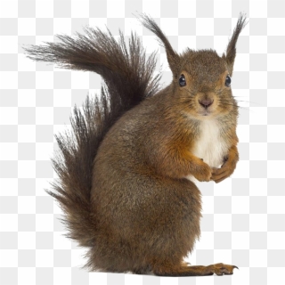 Squirrel Png Free Download - Stock Photos Squirrel Clipart