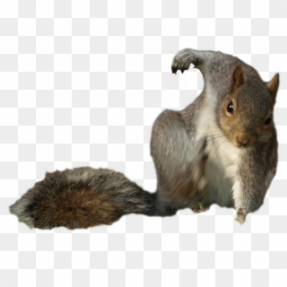 Animalthis Squirrel - Fox Squirrel Clipart