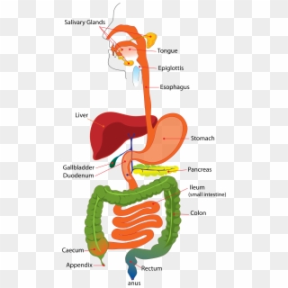 Digestive System For Kids - Simple Digestive System Clipart