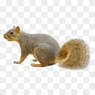 Free Squirrel Png Clipart