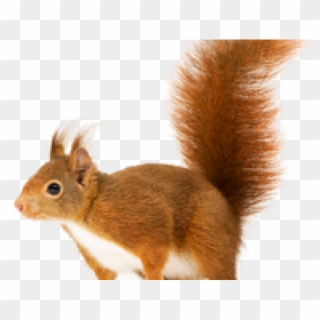 Red Squirrel Png Clipart