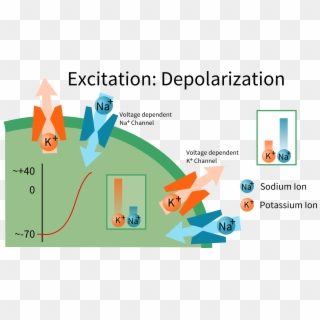 Nerve Cell Depolarization - Nerve Depolarization Clipart