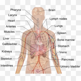 Internal Organs Cropped Vagus Nerve - Human Body Clipart
