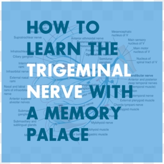 How To Learn The Branches Of The Trigeminal Nerve With Clipart