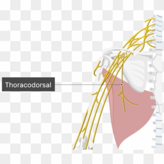 An Image Showing The Thoracodorsal Nerve Coming Out - Biceps Brachii Nerve Supply Clipart