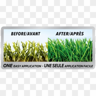 Before And After - Fertilizer Before And After Clipart